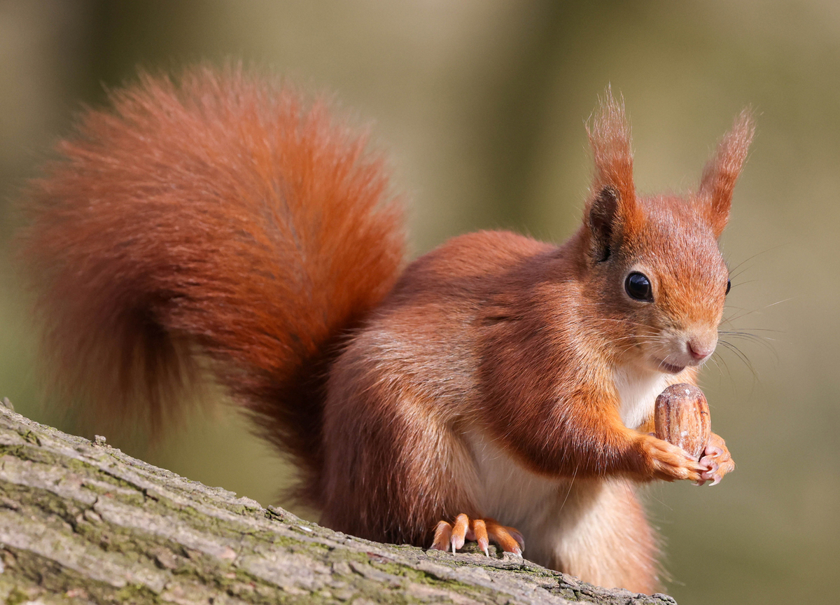 Part 2 winner: Time for a Snack by Marion Hayhurst